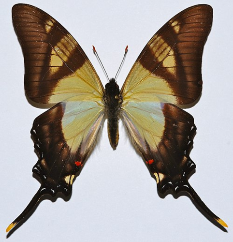 Serville_Swordtail__28Eurytides_serville_29__288420841154_29